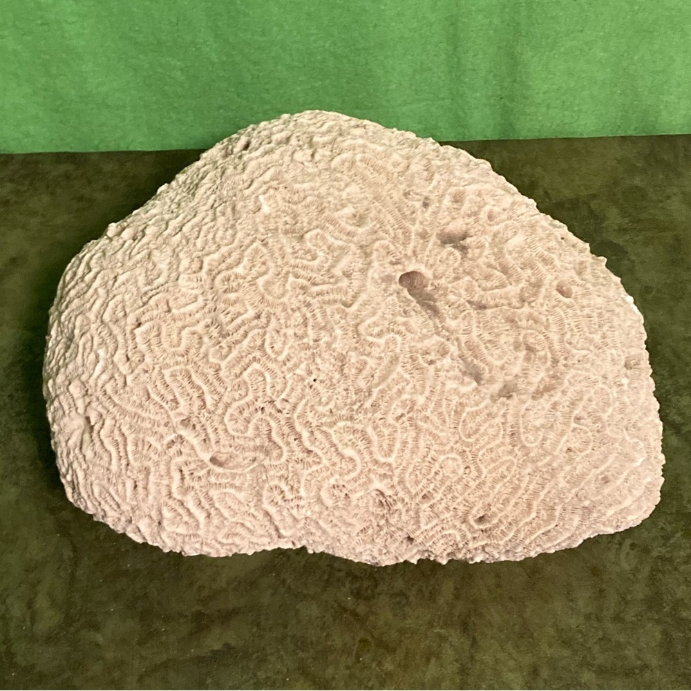 Natural Brain Coral White Real Sea Specimen Aquarium Decor